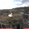15_50-nest.jpg