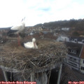 15_55-nest.jpg