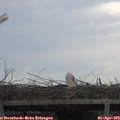 16_00-mast.jpg