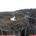 16_05-nest.jpg