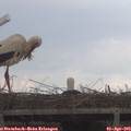 16_10-mast.jpg