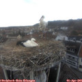 16_10-nest.jpg