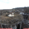 16_15-nest.jpg