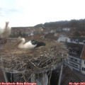 16_20-nest.jpg