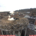 16_25-nest.jpg