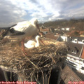 16_30-nest.jpg
