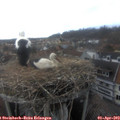 16_35-nest.jpg