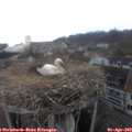 16_40-nest.jpg
