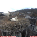 16_45-nest.jpg