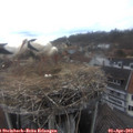 16_50-nest.jpg