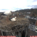 16_55-nest.jpg