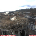 17_00-nest.jpg