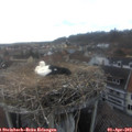 17_05-nest.jpg