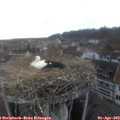 17_10-nest.jpg