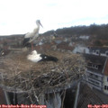 17_15-nest.jpg