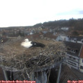 17_20-nest.jpg