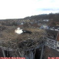 17_25-nest.jpg