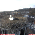 17_30-nest.jpg