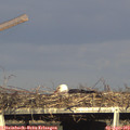 17_35-mast.jpg