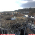17_40-nest.jpg