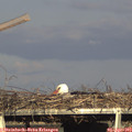 17_50-mast.jpg