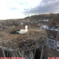 17_55-nest.jpg