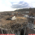 18_00-nest.jpg