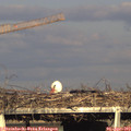 18_10-mast.jpg