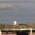 18_15-mast.jpg