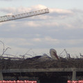 18_20-mast.jpg