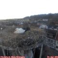18_20-nest.jpg