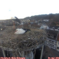 18_25-nest.jpg
