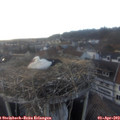 18_30-nest.jpg