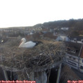 18_35-nest.jpg