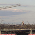18_45-mast.jpg