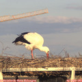 18_50-mast.jpg