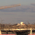 19_00-mast.jpg