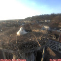 19_00-nest.jpg