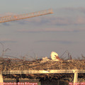 19_05-mast.jpg