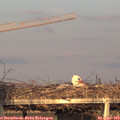 19_10-mast.jpg