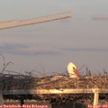 19_15-mast.jpg