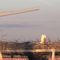 19_20-mast.jpg