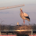 19_30-mast.jpg