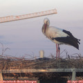 19_35-mast.jpg
