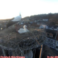 19_35-nest.jpg