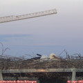 19_40-mast.jpg