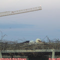 19_45-mast.jpg