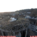 19_45-nest.jpg