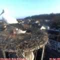 07_40-nest.jpg