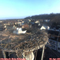 07_50-nest.jpg